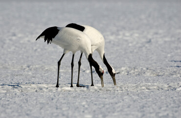 Red-crowned Crane, Chinese Kraanvogel, Grus japonensis