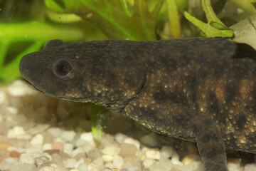 Close up of a Pleurodeles waltl, the  Spanish ribbed newt