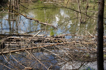 Tote Bäume im Brackwasser