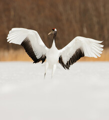 Chinese Kraanvogel, Red-crowned Crane,  Grus japonensis