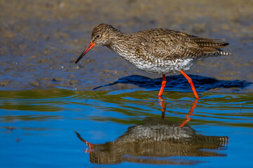 Rotschenkel (Tringa totanus)