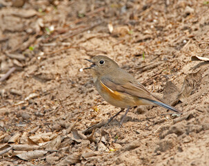 Blauwstaart, Red-flanked Bluetail, Luscinia cyanura