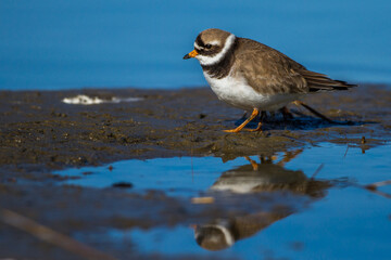Sandregenpfeifer (Charadrius hiaticula)