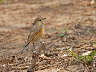 Blauwstaart, Red-flanked Bluetail, Luscinia cyanura
