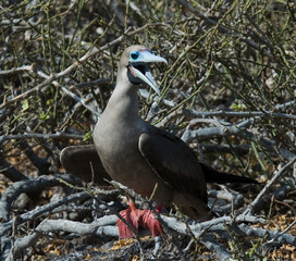Red-footed Booby, Roodpootgent, Sula sula