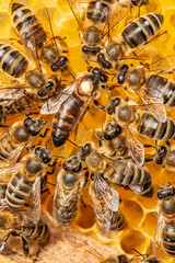 the queen (apis mellifera) marked with dot and bee workers around her - bee colony life