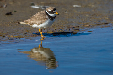 Sandregenpfeifer (Charadrius hiaticula)