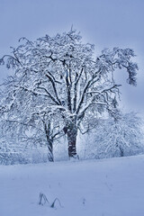 Beautiful winter scenery with trees covered with fresh snow.