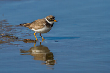 Sandregenpfeifer (Charadrius hiaticula)