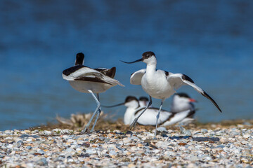 Säbelschnäbler (Recurvirostra avosetta)