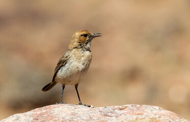Roodstuittapuit, Red-rumped Wheatear, Oenanthe moesta