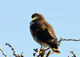 Wegbuizerd, Roadside Hawk, Buteo magnirostris