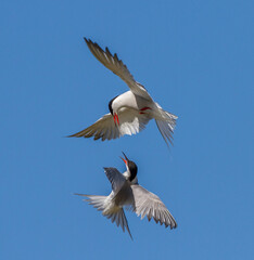 Flußseeschwalben (Sterna hirundo) streiten sich
