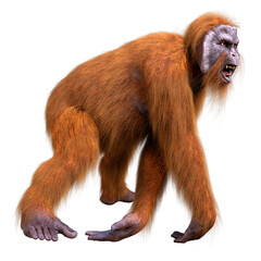 3D Rendering Orangutan on White