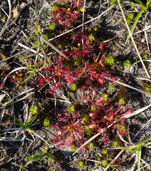 Rondbladige zonnedauw, Common sundew, Drosera rotundifolia