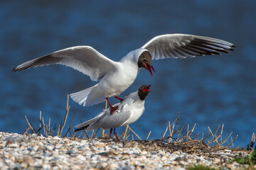 Lachmöwen (Larus ridibundus) bei der Paarung