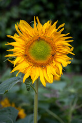Fototapeta premium Sunflower yellow tropical in garden field landscape close-up with the sky bright atmosphere and outdoor background.
