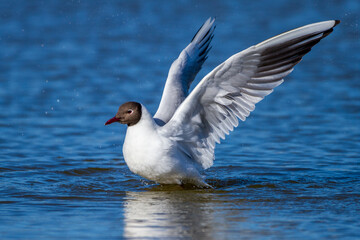 Lachmöwe (Larus ridibundus)