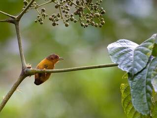 Maleise Dwergspecht, Rufous Piculet, Sasia abnormis