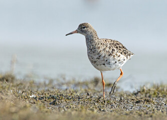 Kemphaan, Ruff, Philomachus pugnax