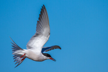 Flußseeschwalbe (Sterna hirundo)