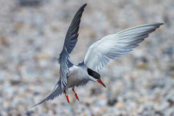 Flußseeschwalbe (Sterna hirundo)