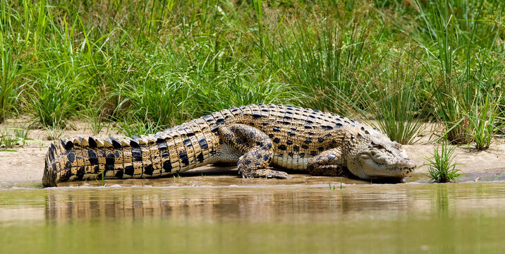 Zoutwaterkrokodil, Saltwater Crocodile, Crocodylus porosus