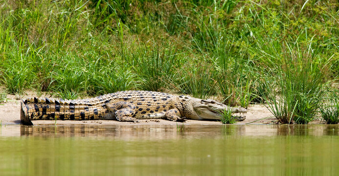 Zoutwaterkrokodil, Saltwater Crocodile, Crocodylus porosus