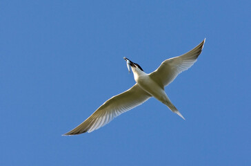 Grote stern, Sandwich Tern, Sterna sandvicensis