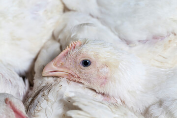 chicks of white broiler chicken