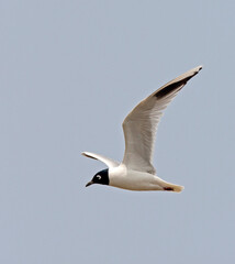 Chinese Kokmeeuw; Saunders's Gull; Larus saundersi