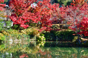 京都　永観堂の美しい紅葉と赤いモミジ（京都府京都市）Beautiful autumn leaves and red maple trees at Eikando Temple (Kyoto City, Kyoto Prefecture, Japan)