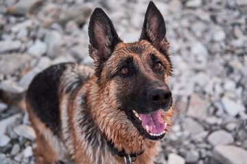 Domestic shepherd is watching and waiting for game. Black and red German Shepherd looks up with smile. Charming adult dog, portrait on background of pebble beach.