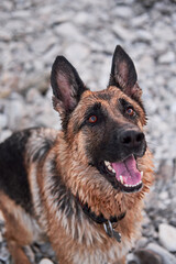 Domestic shepherd is watching and waiting for game. Black and red German Shepherd looks up with smile. Charming adult dog, portrait on background of pebble beach.