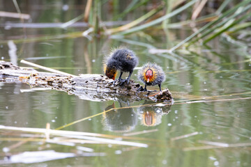 Two nestling fulica atra stands on a log against the backdrop of a pond.