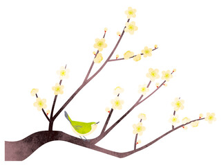 水彩風 白梅とメジロのイラスト