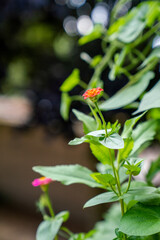 Beautiful flowers and climbing plant on a balcony
