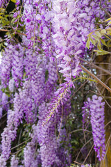 Obraz premium Wisteria purple flowers