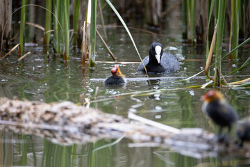 The fulica atra bird swims alongside its nestling in the pond. Green reeds are reflected in the water.