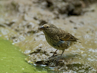 Small Ground-Finch, Kleine Grondvink, Geospiza fuliginosa