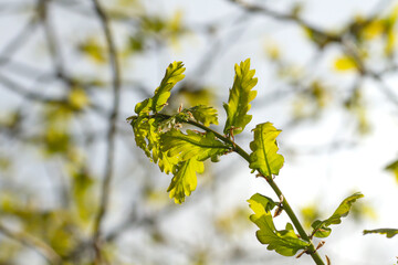 Oak tree green foliage