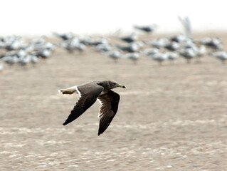 Hemprichs Meeuw, Sooty Gull, Larus hemprichii