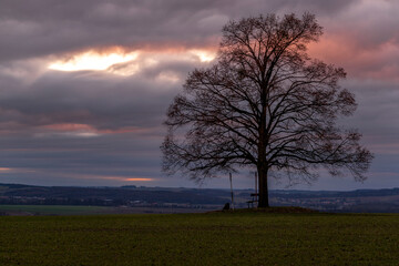 Fototapeta na wymiar Lonely tree on a hill with blue dark sky in the background during sunset.