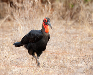 Zuidelijke Hoornraaf, Southern Ground-hornbill, Bucorvus leadbea