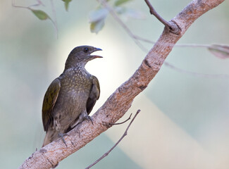 Gevlekte Honingspeurder, Spotted Honeyguide, Indicator maculatus
