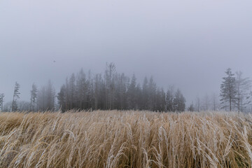 Fototapeta premium The forest and its surroundings during the first snow falling on the yellow grass in the background a snowy forest in the fog.