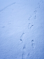 雪の上の足跡