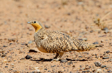 Sahelzandhoen, Spotted Sandgrouse, Pterocles senegallus