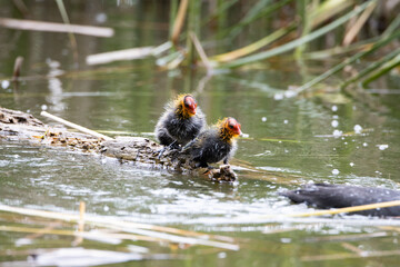 Nestling fulica atra birds swims in a pond among the reeds. Green reeds are reflected in the water.
