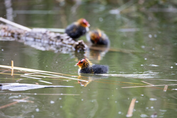 Nestling fulica atra birds swims in a pond among the reeds. Green reeds are reflected in the water.
